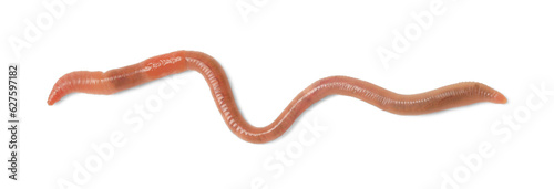 One earthworm isolated on white. Terrestrial invertebrates