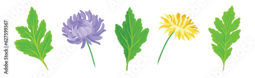 Purple and Yellow Chrysanthemums with Green Leaves Vector Set
