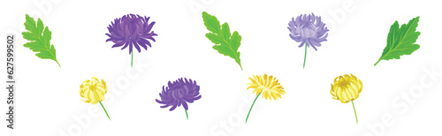 Purple and Yellow Chrysanthemums with Green Leaves Vector Set