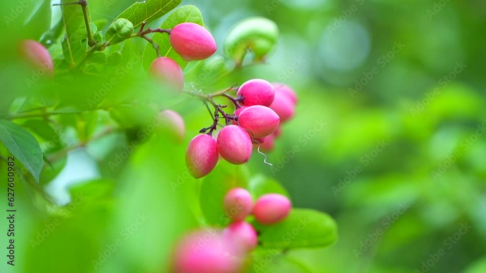 pink Carissa Carandas fruit swaying in the wind pink Carissa Carandas fruit swaying in the wind