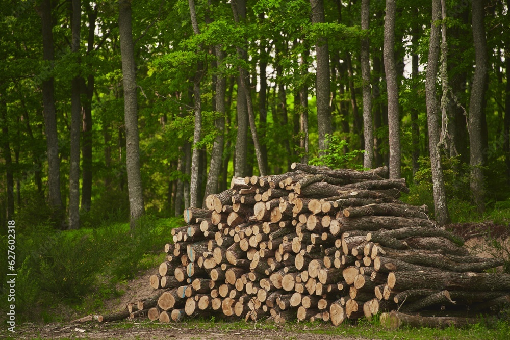 Forest pine and spruce trees. Log trunks pile, the logging timber wood industry. Forest pine and spruce trees. Log trunks pile, the logging timber wood industry.