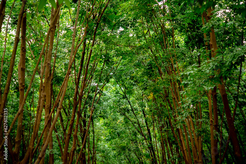 Beautiful lush green forest is a mesmerizing sanctuary of life with a canopy of vibrant foliage.