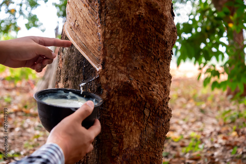 Rubber plantation workers filling black cups with rubber latex reflects the expertise required to sustain this vital industry.