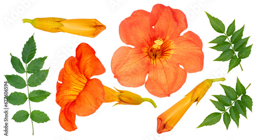 Chinese Trumpet Vine isolated on white background, Orange Chinese Trumpet Vine on white Background PNG File. photo