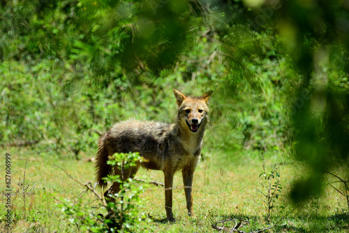 Jackal captured at Yala National Park Sri Lanka.