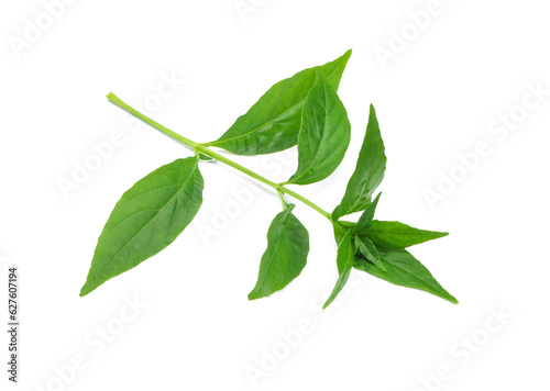 Fresh Andrographis paniculata leaf isolated on white background. Clipping path.