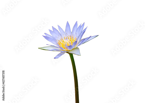 Purple blossom lotus and insect isolated on white background with clipping path.