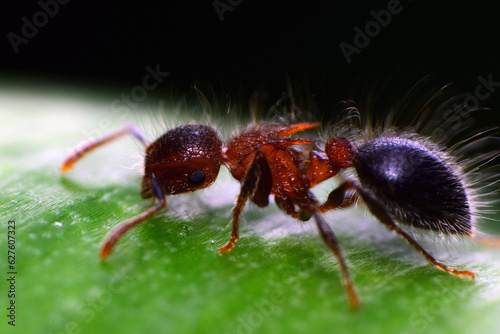 Ant on a green leaf in the garden © NC
