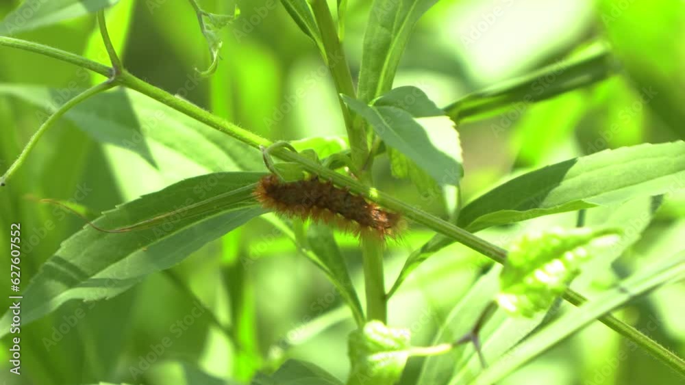 A caterpillar hanging to a plant on a windy day - gypsy moth caterpillar A caterpillar hanging to a plant on a windy day - gypsy moth caterpillar