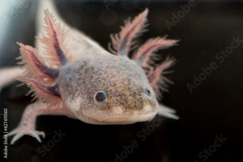 Grown up Mexican Axolotl standing on short legs on black background