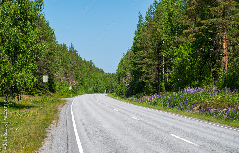 Empty asphalt road in the coniferous forest