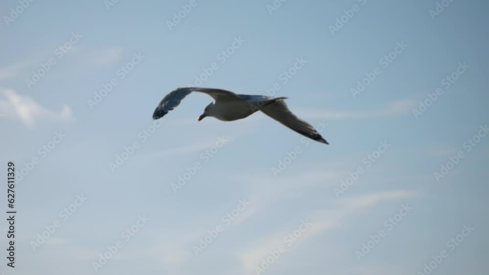 Seagull soars through the air away from camera at 45 degrees. Daytime, sunshine, wide shot. Seagull soars through the air away from camera at 45 degrees. Daytime, sunshine, wide shot.