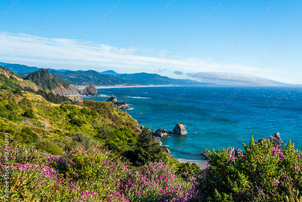 Beautiful view of the Pacific coast in wild plants in summer