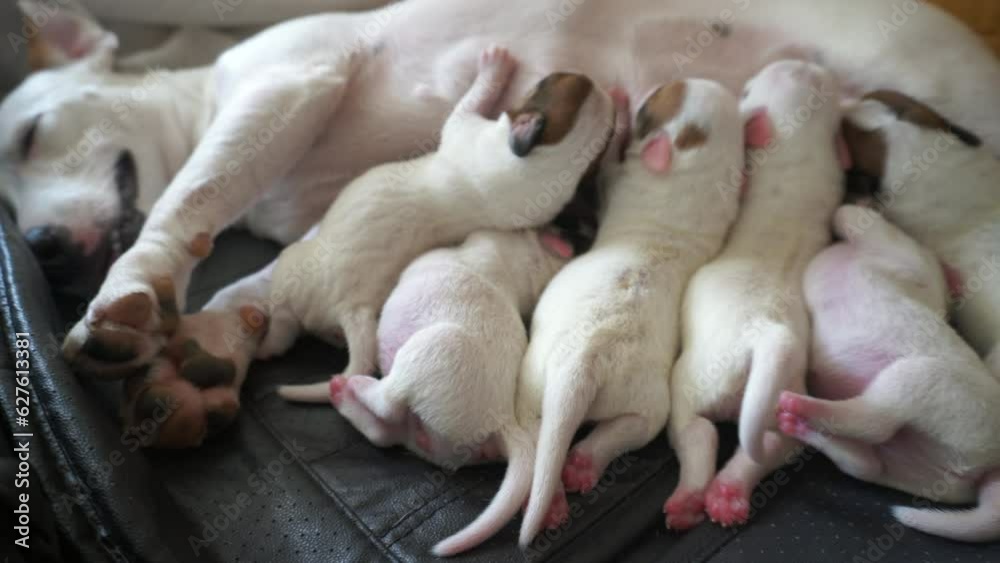 many Jack Russel puppy feeding milk from mothe when sleep after born on safty area many Jack Russel puppy feeding milk from mothe when sleep after born on safty area
