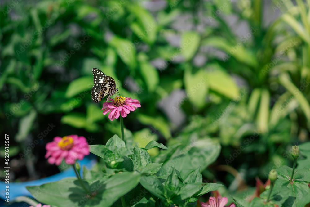 selective focus the butterfly on Zinnia flower in the garden selective focus the butterfly on Zinnia flower in the garden