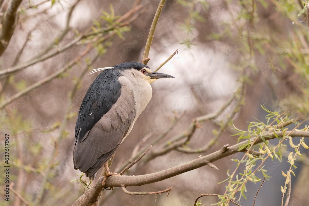 Black-crowned night heron sits on the branch. Nycticorax nycticorax. Wildlife scene from european nature. Black-crowned night heron sits on the branch. Nycticorax nycticorax. Wildlife scene from european nature.