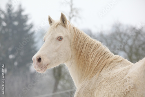 Beautiful pony looking at you in winter © Zuzana Tillerova