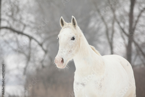 Beautiful pony looking at you in winter