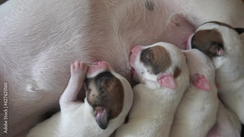 slow motion puppy dog Jack Russel feeds milk from her mother