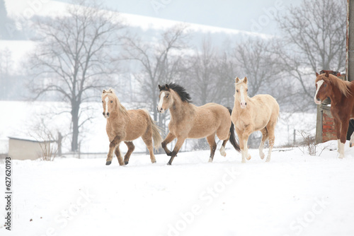 Fototapeta Naklejka Na Ścianę i Meble -  Nice horses moving on pasturage in winter