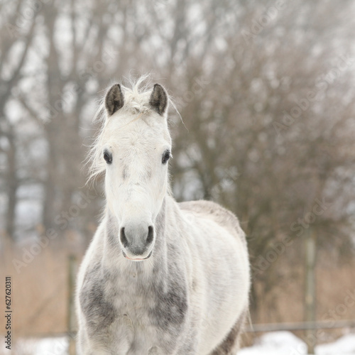 Beautiful pony looking at you in winter