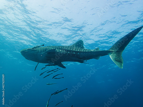 Whale Shark And Her Followers
