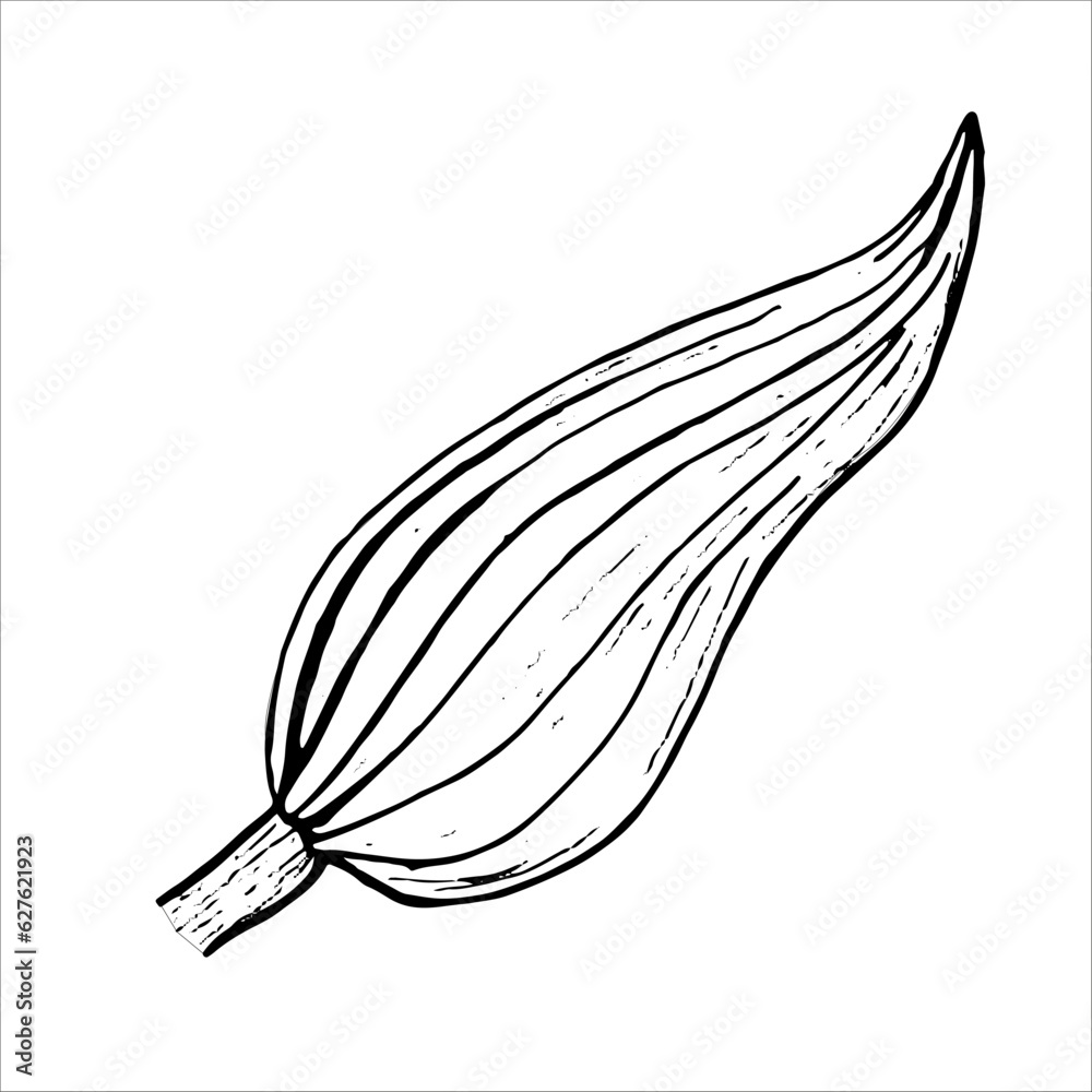 Sheet. Botanical leaf of Lily flower. Hand-drawn on a white background, in vector format. Graphic drawing can be used for your design Sheet. Botanical leaf of Lily flower. Hand-drawn on a white background, in vector format. Graphic drawing can be used for your design