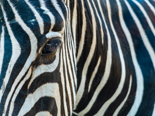 zebra stripes close up