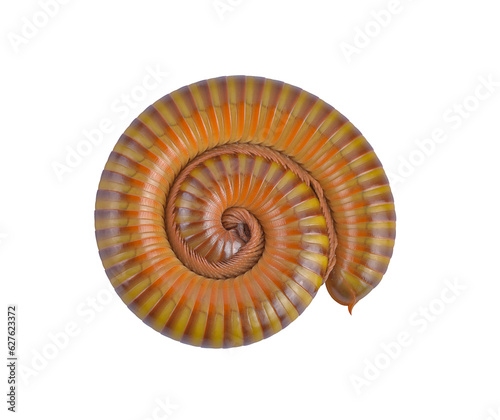 Millipede rolled in to circle on white background,isolated