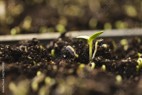 Close up of seedlings with green leaves in ground in garden photo