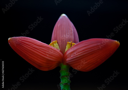 Close up of a red flower againt dark background, Battambang province, Battambang, Cambodia photo