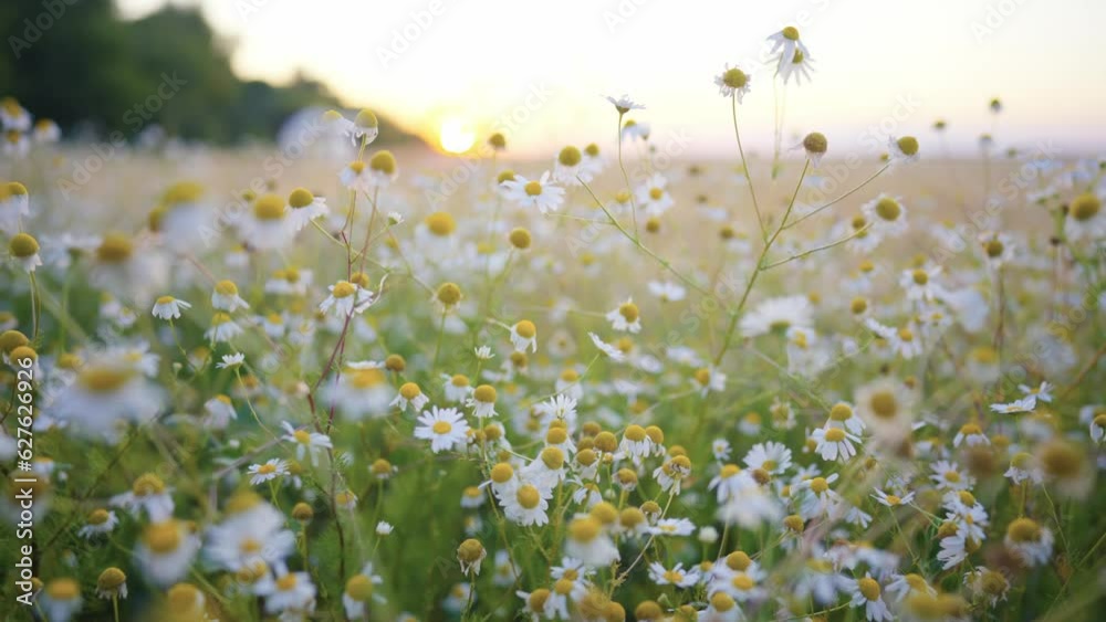 Daisy floral field with white daisies at sunset. Chamomile meadow in summer. Beautiful flowers, natural wildflowers. Camera moving through chamomiles. Medicinal, curative herbs and plants concept.