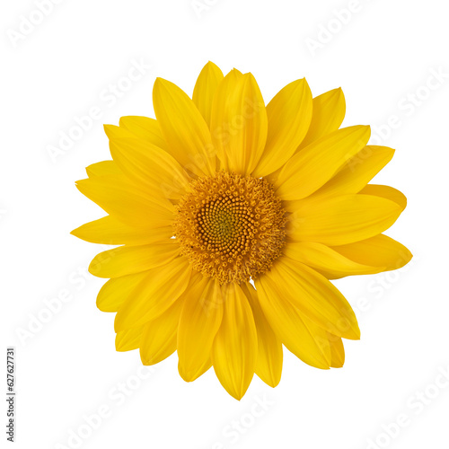 Leuchtende Sonnenblume auf weißem Hintergrund