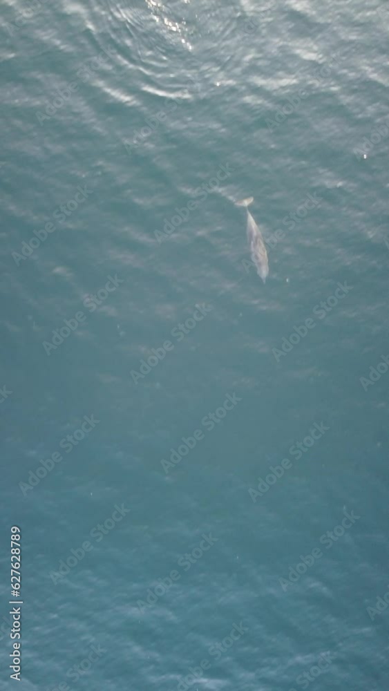 Vertical aerial view of the dolphins slowly swimming in crystal clear turquoise waters. Group of endemic marine mammals migrating along coastline as seen from above. Vertical aerial view of the dolphins slowly swimming in crystal clear turquoise waters. Group of endemic marine mammals migrating along coastline as seen from above.