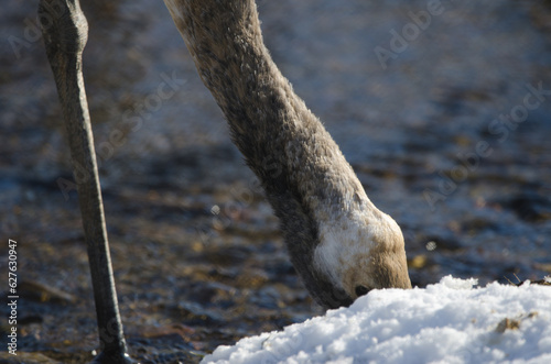 Juvenile red-crowned crane Grus japonensis searching for food. Kushiro Japanese Crane Reserve. Kushiro. Hokkaido. Japan. photo