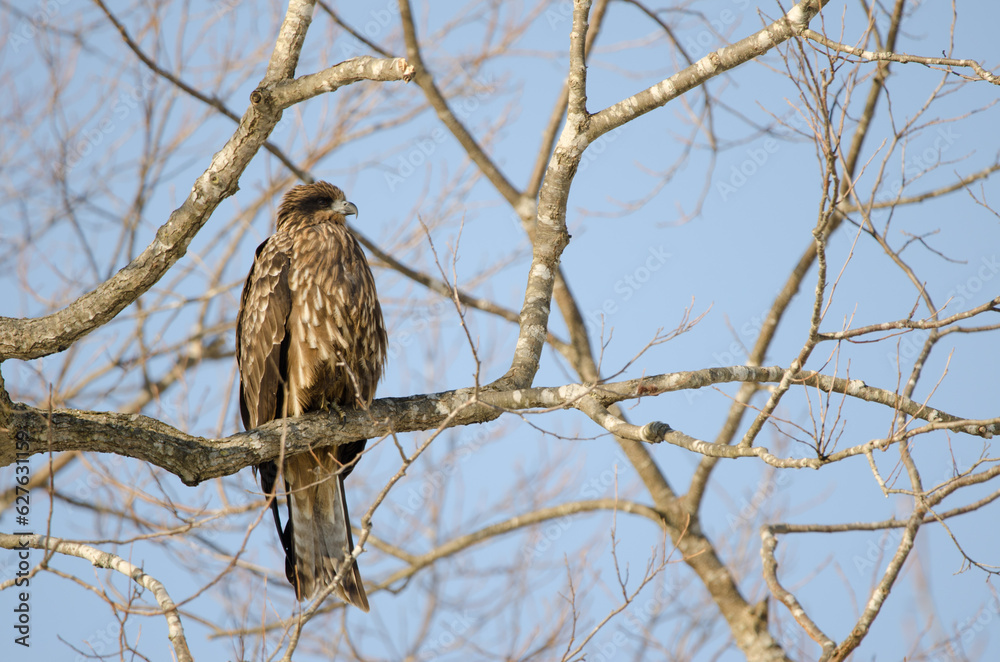 Black-eared kite Milvus migrans lineatus. Kushiro Japanese Crane Reserve. Hokkaido. Japan. Black-eared kite Milvus migrans lineatus. Kushiro Japanese Crane Reserve. Hokkaido. Japan.