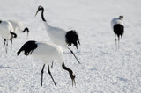Red-crowned crane Grus japonensis searching for food and another specimens in the background. Tsurui-Ito Tancho Sanctuary. Kushiro. Hokkaido. Japan.
