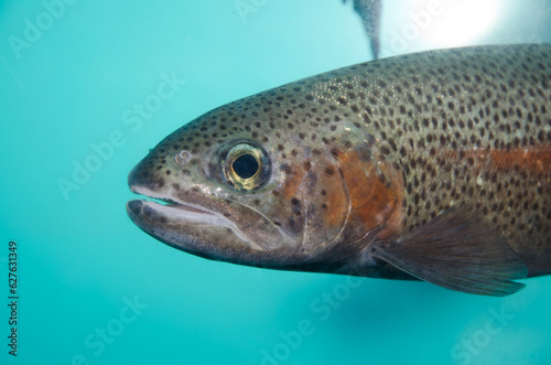 Columbia River redband trout Oncorhynchus mykiss gairdneri. In controlled conditions. Kushiro Marsh Observatory. Kushiro. Hokkaido. Japan.