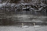 Whooper swans Cygnus cygnus. Setsurigawa River. Kushiro. Hokkaido. Japan.