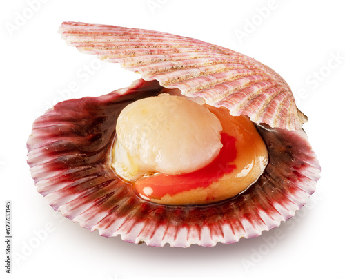 Edible raw opened scallop isolated on white background. Delicacy food. File contains clipping path. photo