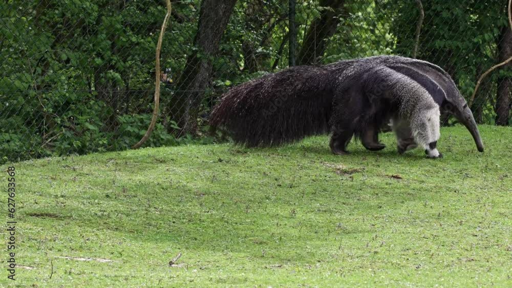 The giant anteater, Myrmecophaga tridactyla also known as the ant bear ...