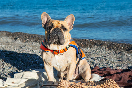french bulldog on the seashore.
