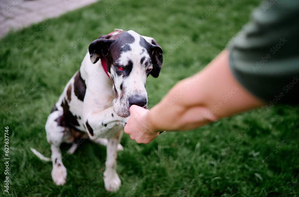 Dog paw takes the man. People support pets