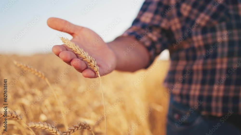 Man farmer agronomist gently touching ripe wheat ear with care on field at sunset, hand close-up. Growing plants, crop. Working on farm, harvesting, farming, food production, agribusiness concept. Man farmer agronomist gently touching ripe wheat ear with care on field at sunset, hand close-up. Growing plants, crop. Working on farm, harvesting, farming, food production, agribusiness concept.