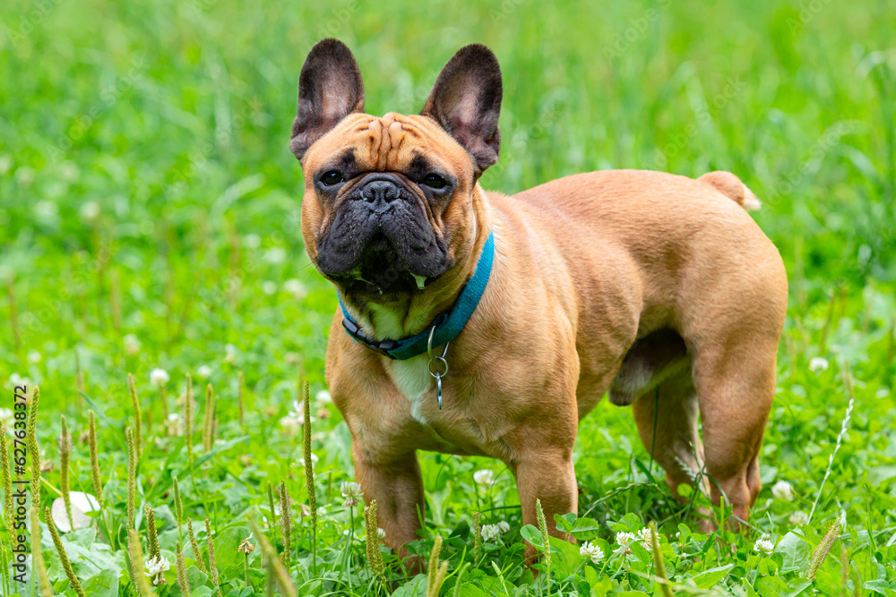 French bulldog close-up on a walk in a summer park