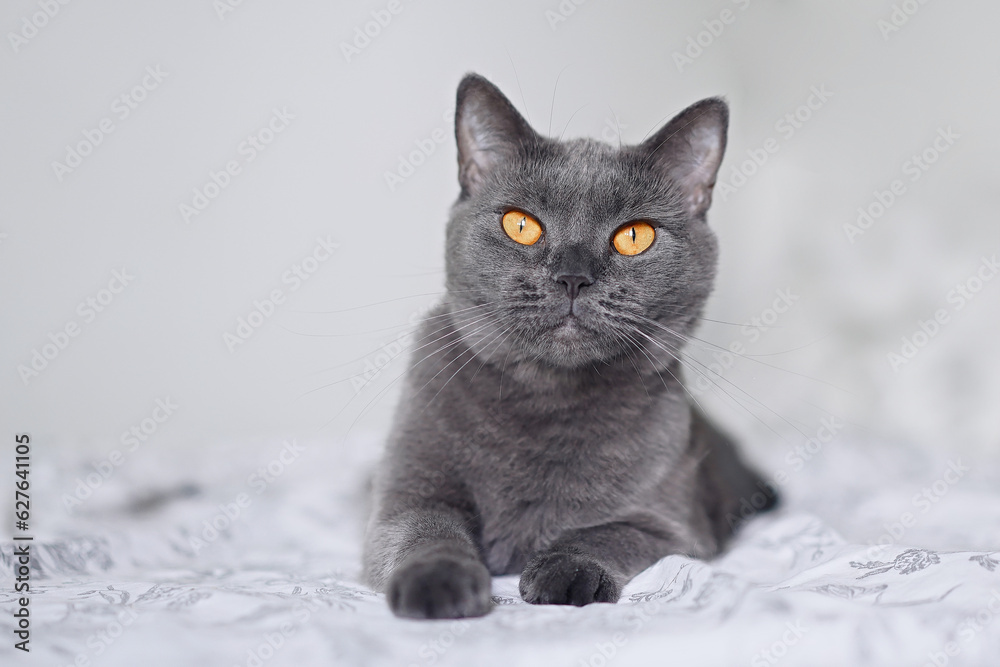 Portrait of beautiful british blue cat in home interior   