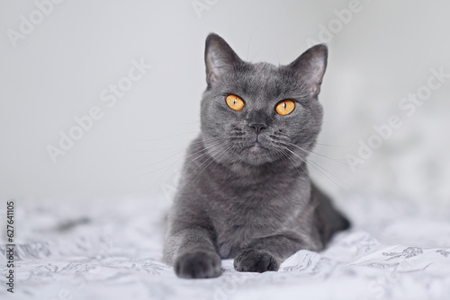 Portrait of beautiful british blue cat in home interior    © D'Action Images