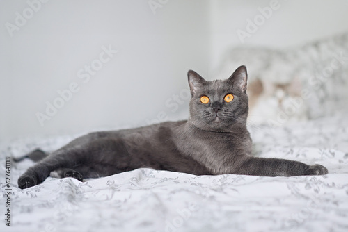 Portrait of beautiful british blue cat in home interior 