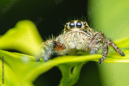 Close up a Jumping spider on green leaf, Selective focus, Macro photos