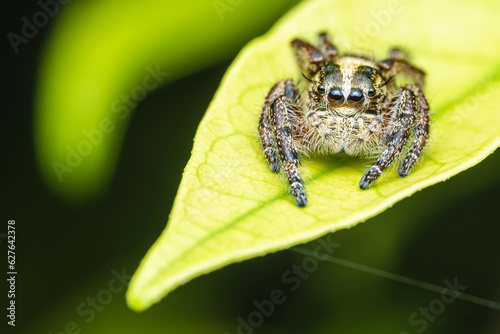 Close up a Jumping spider on green leaf, Selective focus, Macro photos